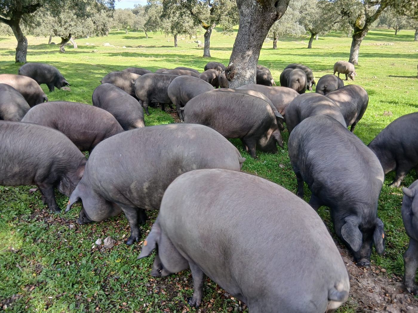 Piara de cerdos ibéricos de bellota en la dehesa de Finca Navalalteza