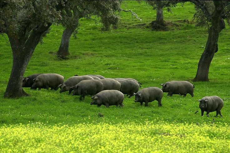 Cerdos ibéricos en la dehesa de Los Pedroches