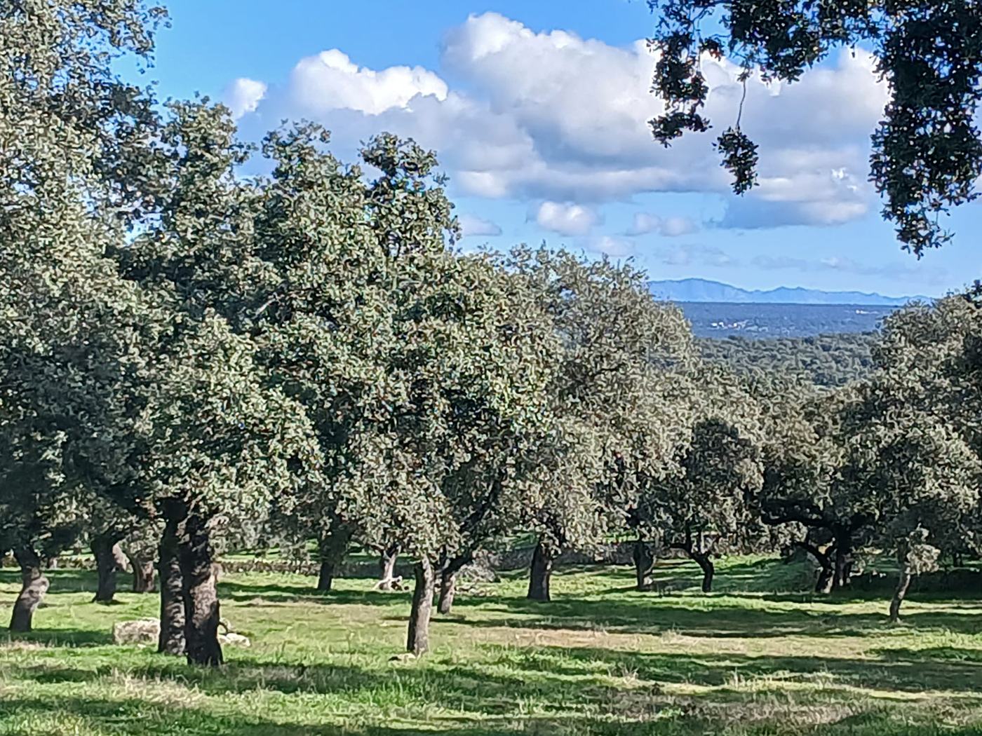La dehesa de encinas de Finca Navalalteza