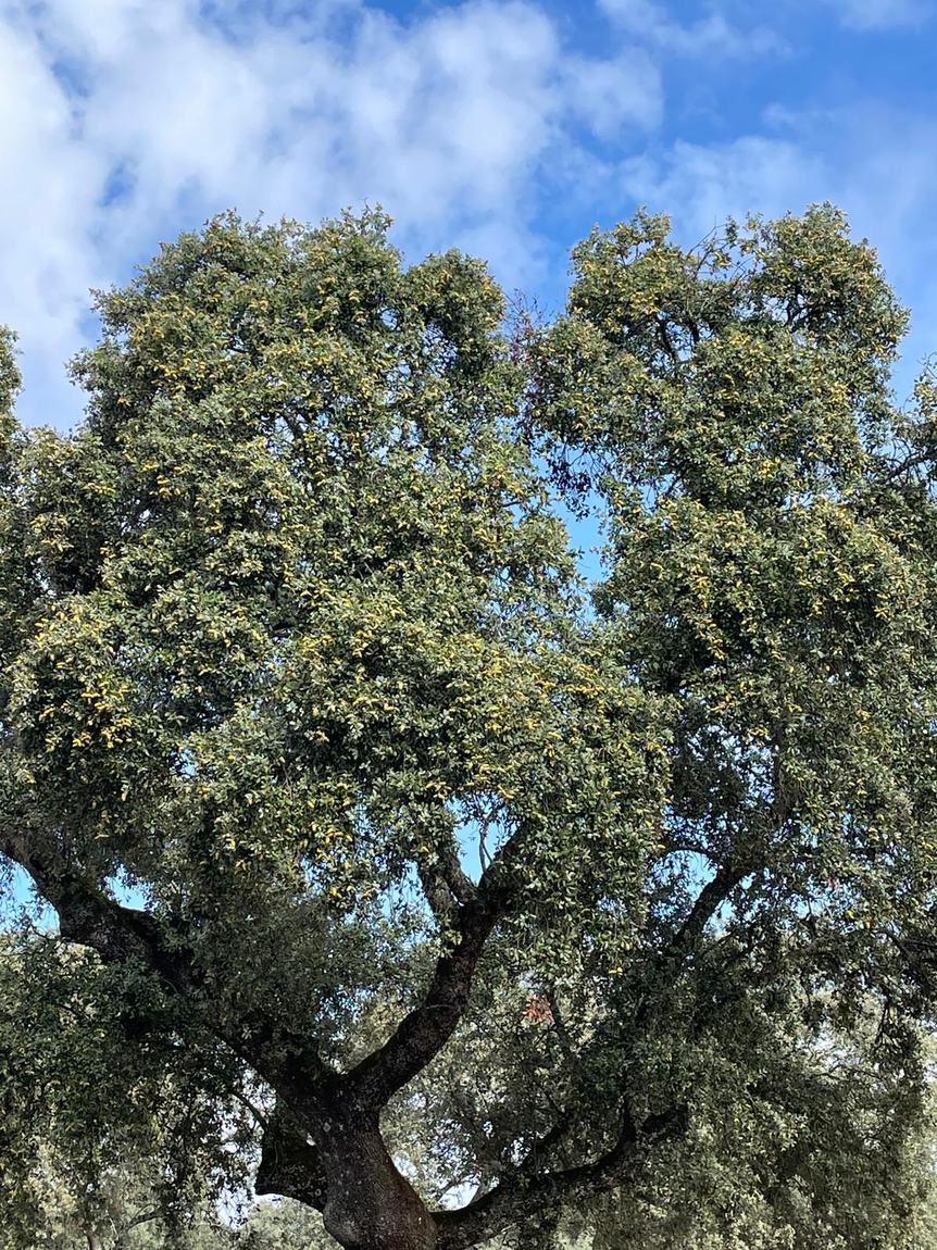 Encina cargada de bellotas, símbolo de Finca Navalalteza
